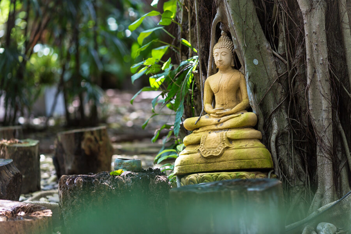 Buddha Meditation